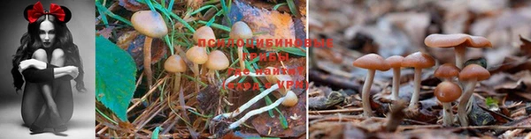 ALPHA PVP Медногорск